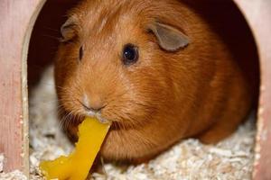 Captura de um porquinho-da-índia marrom comendo dentro de sua casa de madeira foto