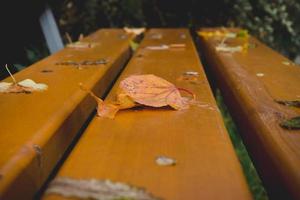folhas de outono em um banco de madeira foto