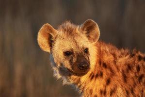 retrato de filhote de hiena foto
