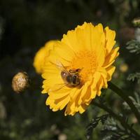 abelha de perto