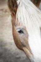 cavalo close-up