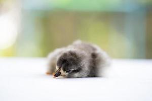 filhote de australorp bebê preto dorme em pano branco, cubra a mesa com bokeh e borre o jardim em um campo ao ar livre foto