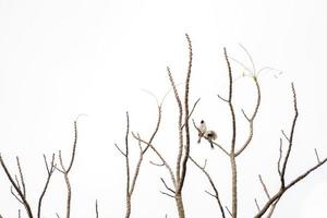 2 pássaros se agarram ao galho da árvore que nenhuma folha. fundo branco. foto
