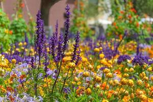 flores de lavanda em um canteiro de flores colorido no verão foto