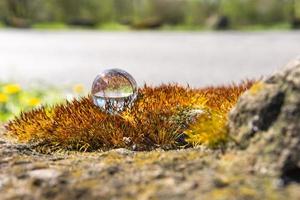 uma bola de vidro na erva de pedra na primavera foto