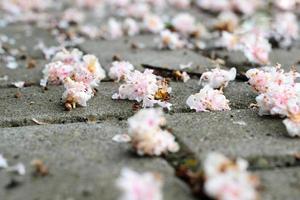 flores na calçada foto