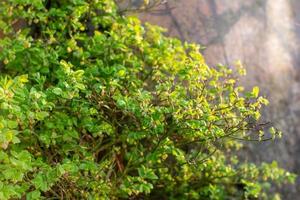 folhas frescas de primavera verde vibrante em um arbusto foto