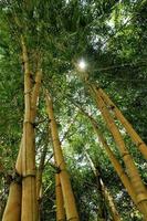 bosque de bambu foto
