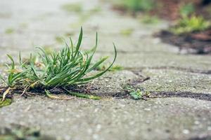 tufos de grama em uma calçada em close-up foto