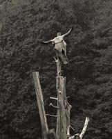 crânio de touro em cima de árvore morta foto