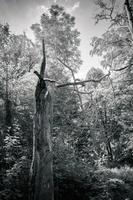 tronco de árvore em uma floresta foto