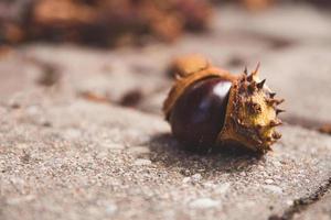 uma castanha em close-up em uma rua foto