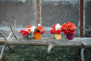 vasos de flores em um log foto