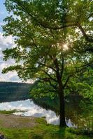 uma árvore na frente de um lago no verão foto