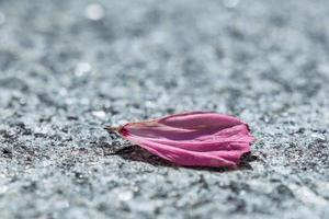 uma única pétala roxa em uma estrada foto