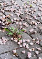 flores na calçada foto