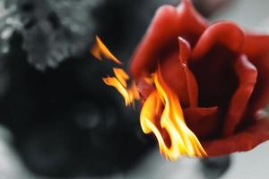uma rosa vermelha de cera ardente foto