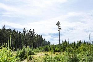 única árvore alta entre a floresta mais jovem foto