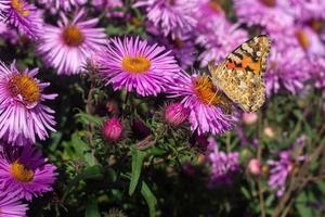 borboleta de senhora pintada com asas fechadas na flor foto