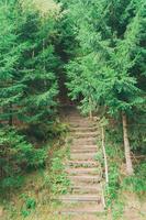 escadas na floresta de coníferas foto