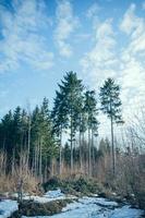 floresta de coníferas no inverno foto
