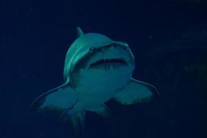 retrato de tubarão subaquático foto