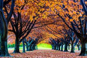 Outono vista das árvores e folhas cheias de cores