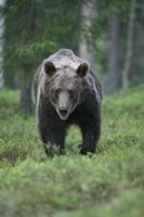 urso-pardo europeu, ursus arctos foto