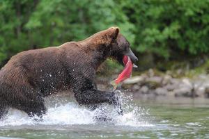 urso marrom do Alasca pegou um peixe! foto