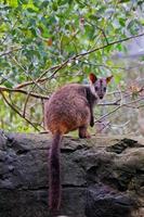 wallaby de cauda com pincel foto