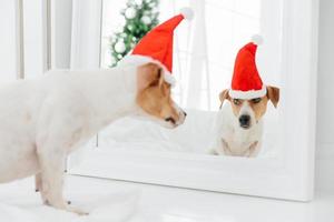 engraçado jack russell terrier cachorro olha no espelho, usa chapéu vermelho de papai noel, posa no apartamento moderno. animais, férias de inverno e conceito de celebração foto