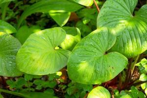 gota de chuva e luz do sol nas folhas verdes de anthurirm foto