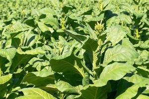 folhas e flores de tabaco em framland foto