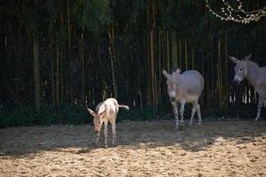 uma família de burros selvagens somalis foto