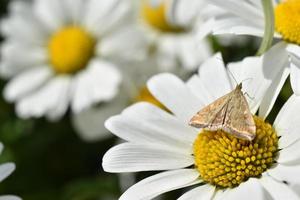 a borboleta da mariposa do prado loxostege sticticalis em uma margarida no verão foto