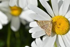 a borboleta da mariposa do prado loxostege sticticalis em uma margarida no verão foto