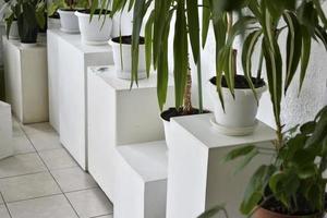 várias plantas ornamentais e flores em vasos brancos dentro de casa foto