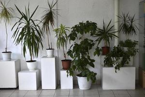 várias plantas ornamentais e flores em vasos brancos dentro de casa foto