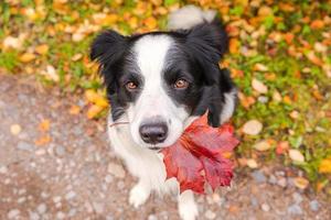 engraçado cachorrinho border collie com bordo laranja cair folha na boca sentado no fundo do parque ao ar livre. cão cheirando folhas de outono na caminhada. Olá conceito de clima frio de outono.
