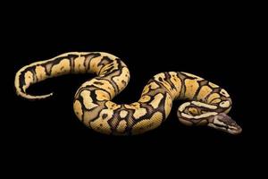 python bola feminina. vaga-lume morph ou mutação foto