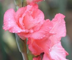 gota de chuva macro na flor, flor de gladíolo foto