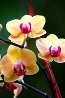 trio de orquídeas foto