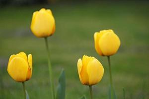 quatro tulipa amarela flores primavera