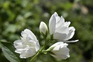 flores brancas do arbusto verde-oliva jasminum em um fundo verde foto