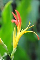canna lily flor
