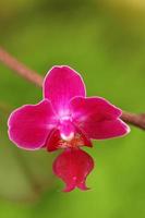 flor de orquídea rosa escura foto