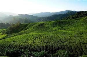 campos de plantação de chá nas colinas