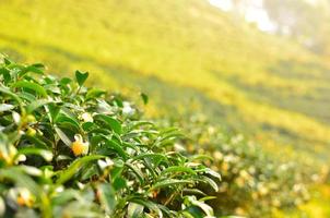folhas de plantação de chá foto