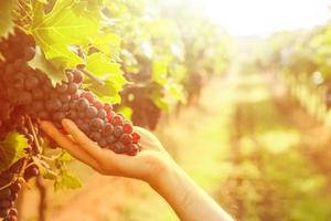 colheita de uva