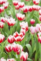 flor tulipa